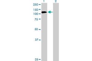 Western Blot analysis of PHC1 expression in transfected 293T cell line by PHC1 MaxPab rabbit polyclonal antibody. (PHC1 Antikörper  (AA 1-957))
