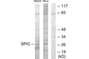 Western blot analysis of extracts from HepG2 cells and HeLa cells, using SPIC antibody. (SPIC Antikörper  (Internal Region))