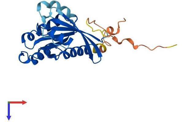 RAB19 Protein (AA 1-217) (His tag)