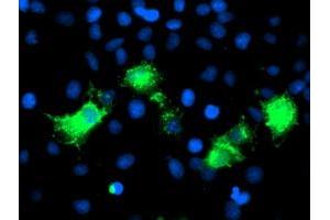 Anti-PVRL1 mouse monoclonal antibody (ABIN2454981) immunofluorescent staining of COS7 cells transiently transfected by pCMV6-ENTRY PVRL1 (RC211214). (PVRL1 Antikörper)