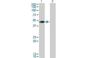 Western Blot analysis of ANGPTL5 expression in transfected 293T cell line by ANGPTL5 monoclonal antibody (M01), clone 1B2. (ANGPTL5 Antikörper  (AA 1-388))