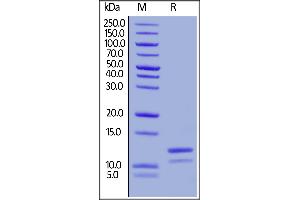 Human Apolipoprotein A-II, His Tag on  under reducing (R) condition. (APOA2 Protein (AA 19-100) (His tag))