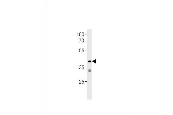 GPR58 antibody  (N-Term)