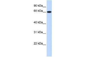 Western Blotting (WB) image for anti-Ribophorin 1 (RPN1) antibody (ABIN2458496) (RPN1 Antikörper)