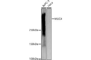Western blot analysis of extracts of various cell lines, using MUC4 antibody (ABIN7268693) at 1:1000 dilution. (MUC4 Antikörper)