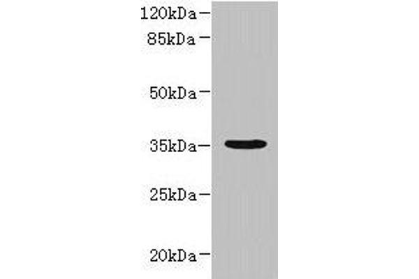 NUBPL Antikörper  (AA 39-319)