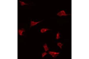 ABIN6274918 staining Hela by IF/ICC. (BMP10 Antikörper  (Internal Region))