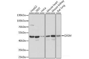 Western blot analysis of extracts of various cell lines using OXSM Polyclonal Antibody at dilution of 1:1000. (OXSM Antikörper)