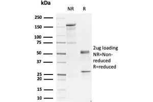 SDS-PAGE Analysis of Purified GATA-3 Mouse Monoclonal Antibody (GATA3/2445). (GATA3 Antikörper  (AA 357-436))