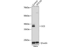 Western blot analysis of extracts from normal (control) and SCD knockout (KO) HeLa cells using SCD Polyclonal Antibody at dilution of 1:1000. (SCD Antikörper)