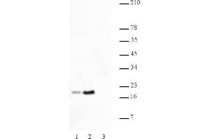 Histone H2B acetyl Lys46 pAb tested by Western blot. (Histone H2B Antikörper  (acLys46))
