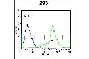 Flow cytometric analysis of 293 cells (right histogram) compared to a negative control cell (left histogram). (Kallikrein 6 Antikörper  (AA 126-156))