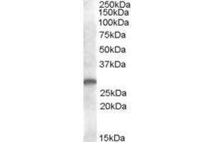 ABIN263214 (1µg/ml) staining of human kidney lysate (35µg protein in RIPA buffer). (C-Type Lectin Domain Family 1, Member B (CLEC1B) (Internal Region) Antikörper)
