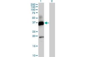 Western Blot analysis of CD300A expression in transfected 293T cell line by CD300A MaxPab polyclonal antibody. (CD300a Antikörper  (AA 1-299))
