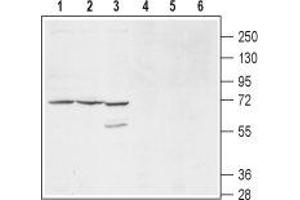 Western blot analysis of mouse (lanes 1 and 4), and rat (lanes 2 and 5) brain membranes and human HL-60 promyelocytic leukemia cell lysates (lanes 3 and 6): - 1-3. (KCNS1 Antikörper  (1st Extracellular Loop))