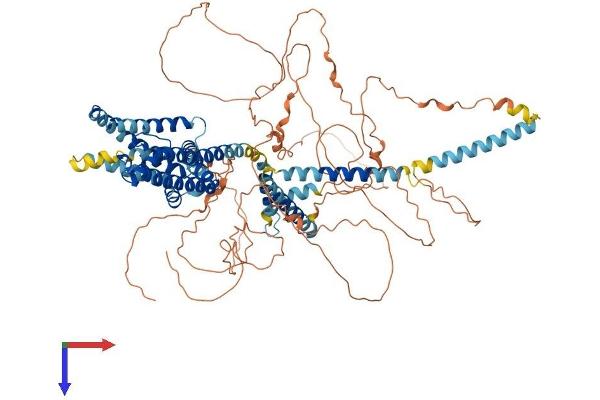 KCNQ2 Protein (AA 1-872) (His tag)