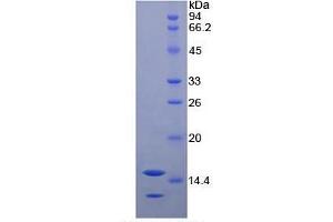 SDS-PAGE of Protein Standard from the Kit  (Highly purified E.