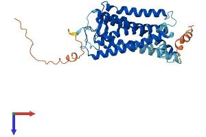 Opsin 1 (Cone Pigments), Long-Wave-Sensitive (OPN1LW) (AA 1-364) protein (His tag)