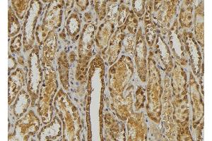 ABIN6278471 at 1/100 staining Mouse kidney tissue by IHC-P.