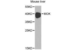 Western blot analysis of extracts of mouse liver, using MOK antibody. (MOK Antikörper)