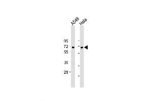 Western Blot at 1:2000 dilution Lane 1: A549 whole cell lysate Lane 2: Hela whole cell lysate Lysates/proteins at 20 ug per lane. (FOXN1 Antikörper  (AA 350-378))