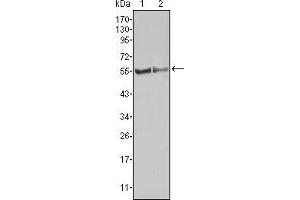 Western blot analysis using FGR mouse mAb against HL60 (1) Raw264. (Fgr Antikörper)