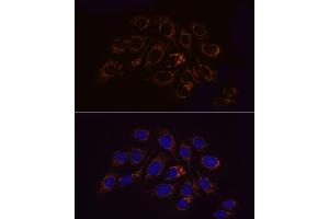Immunofluorescence analysis of U2OS cells using [KO Validated] SLC25/ Rabbit mAb (ABIN7270428) at dilution of 1:100 (40x lens).