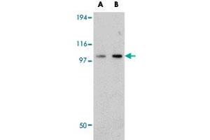 Western blot analysis of FAM120B in rat thymus tissue lysate with FAM120B polyclonal antibody  at (A) 0. (FAM120B Antikörper  (C-Term))