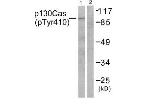 Western Blotting (WB) image for anti-Breast Cancer Anti-Estrogen Resistance 1 (BCAR1) (pTyr410) antibody (ABIN1847248) (BCAR1 Antikörper  (pTyr410))