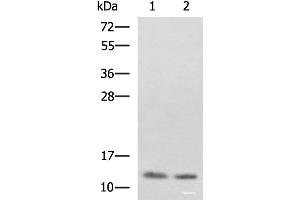 Western blot analysis of SKOV3 and Raji cell lysates using PHF5A Polyclonal Antibody at dilution of 1:800 (PHF5A Antikörper)