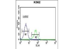CTSE Antibody (Center) (ABIN390486 and ABIN2840847) flow cytometric analysis of K562 cells (right histogram) compared to a negative control cell (left histogram).