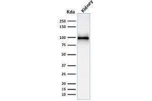 Western Blot Analysis of kidney tissue lysate using CD10 Mouse Monoclonal Antibody (MME/1892). (MME Antikörper  (AA 297-483))