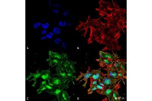 Immunocytochemistry/Immunofluorescence analysis using Rabbit Anti-ATG2A Polyclonal Antibody . (ATG2A Antikörper  (C-Term) (APC))