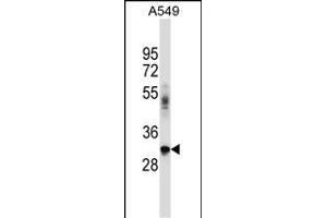 BNIP2 Antibody (C-term) (ABIN657307 and ABIN2846385) western blot analysis in A549 cell line lysates (35 μg/lane). (BNIP2 Antikörper  (C-Term))