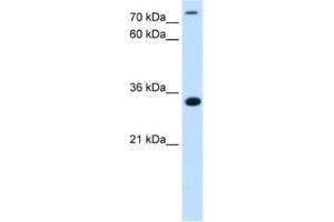 Western Blotting (WB) image for anti-TAM41, Mitochondrial Translocator Assembly and Maintenance Protein (TAMM41) antibody (ABIN2463093)