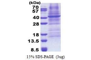 SDS-PAGE (SDS) image for Fucosyltransferase 3 (Galactoside 3(4)-L-Fucosyltransferase, Lewis Blood Group) (FUT3) (AA 35-361) protein (His tag) (ABIN5853233)