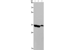 Western Blotting (WB) image for anti-Malate Dehydrogenase 1, NAD (Soluble) (MDH1) antibody (ABIN2423773) (MDH1 Antikörper)