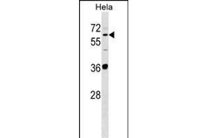SUOX Antibody (Center) (ABIN1537904 and ABIN2848703) western blot analysis in Hela cell line lysates (35 μg/lane). (SUOX Antikörper  (AA 160-187))