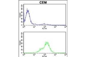 TPI1 Antibody (C-term) (ABIN389458 and ABIN2839525) flow cytometric analysis of CEM cells (bottom histogram) compared to a negative control cell (top histogram). (TPI1 Antikörper  (C-Term))