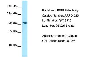 Western Blotting (WB) image for anti-phosphodiesterase 8B (PDE8B) (Middle Region) antibody (ABIN2789902) (PDE8B Antikörper  (Middle Region))
