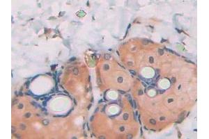 Immunohistochemistry (IHC) image for anti-Pannexin 1 (PANX1) (AA 77-260) antibody (ABIN7439189)