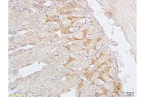 Formalin-fixed and paraffin embedded mouse stomach labeled with Anti-SGCB/SGC Polyclonal Antibody, Unconjugated  at 1:200 followed by conjugation to the secondary antibody and DAB staining. (SGCB Antikörper  (AA 165-260))