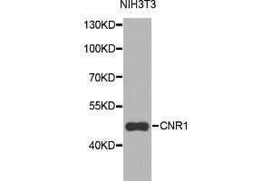 Western blot analysis of extracts of NIH3T3 cells, using CNR1 antibody (ABIN5970675) at 1/1000 dilution. (CNR1 Antikörper)