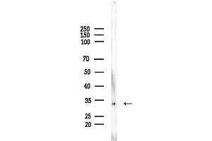 Western blot analysis of lysates from Rat testis, using OR2H1 Antibody at 1/1000 dilution.