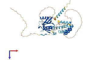CCM2 Protein (AA 1-453) (His tag)