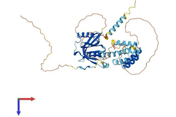 CCM2 Protein (AA 1-453) (His tag)