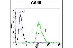 ARRB1 Antibody (C-term) (ABIN655944 and ABIN2845333) flow cytometric analysis of A549 cells (right histogram) compared to a negative control cell (left histogram). (beta Arrestin 1 Antikörper  (C-Term))