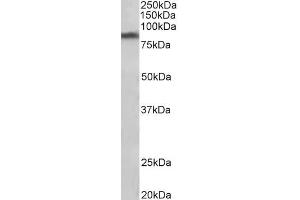ABIN940564 (1µg/ml) staining of Human Substantia nigra lysate (35µg protein in RIPA buffer).