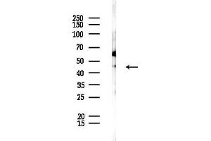 anti-Dom-3 Homolog Z (DOM3Z) (Internal Region) antibody