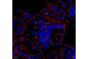 Immunofluorescence of paraffin embedded mouse lymph node using CD163b (ABIN7073371) at dilution of 1: 700 (400x lens) (CD163L1 Antikörper)